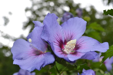 Hibiskus lila ameise natur  © klick4-Weinbau-Fotos