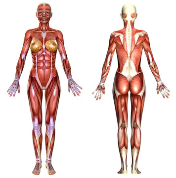 3D  female body anatomy