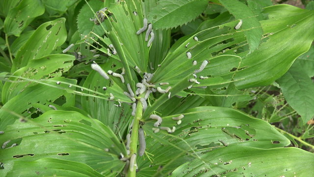 Sawfly caterpillars eating solomans seal plants and leaves