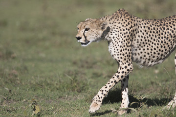 Naklejka premium Portrait of wild cheetah in its natural habitat