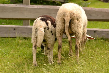 2 Schafe am Zaun auf der Wiese