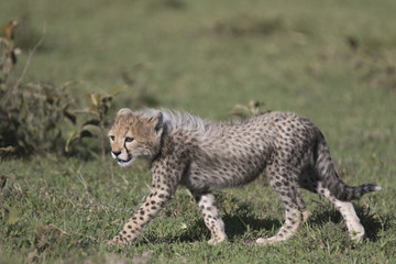 Portrait of wild cheetah in its natural habitat