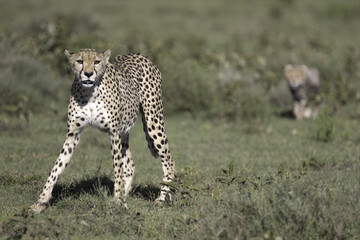 Fototapeta na wymiar Portrait of wild cheetah in its natural habitat