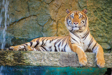 Fototapeta na wymiar The royal tiger.