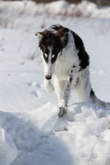 Fototapeta na wymiar A puppy of russian hound walking in winter countryside