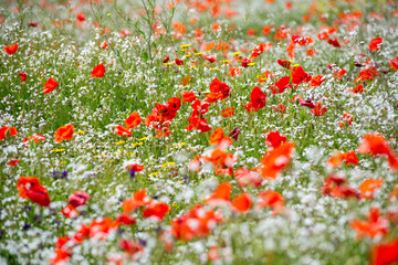 Fields of poppies and other flowers