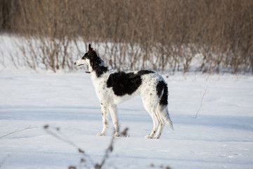 Fototapeta na wymiar A puppy of russian hound walking in winter countryside