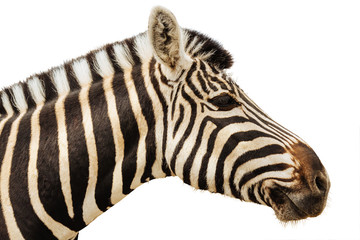 Zebra isolated head