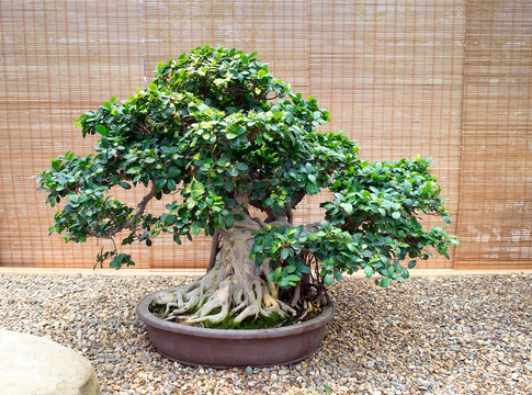 old bonsai tree in a ceramic pot