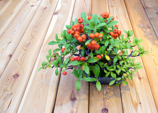 small bonsai tree with orange berries on wood background