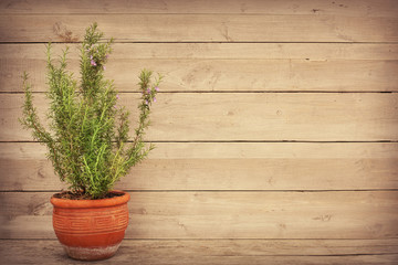 Rosemary plant in a vase and copy space