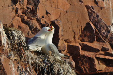 Two seagulls (Black-legged kittiwake, Rissa tridactyla) fight in the nest. The scene is illuminated by sunset light. The bird colony on the rocks in the White Sea, Russia. - 105537543