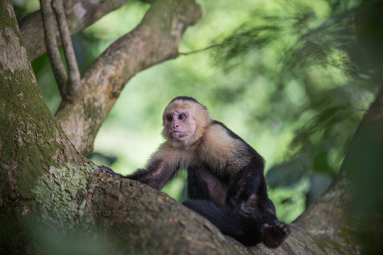 Capucin monkey