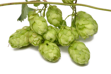 Hopfen