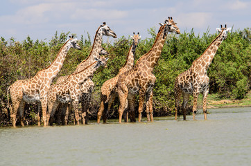 A Tower of Giraffes frightened to cross the water