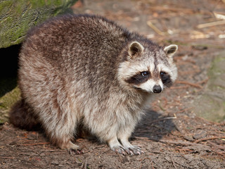 Raccoon (Procyon lotor)
