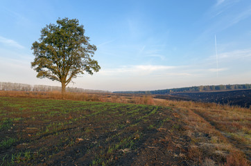 Lone oak in the field