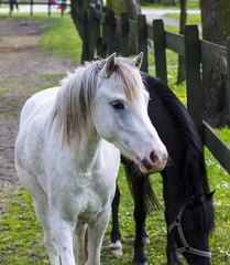 Obraz na płótnie Canvas Koń (Equus caballus)