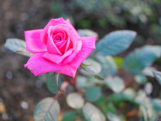 Red miniature rose