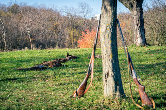Dead pheasants lying in a grass after successful hunt. Selective focus.