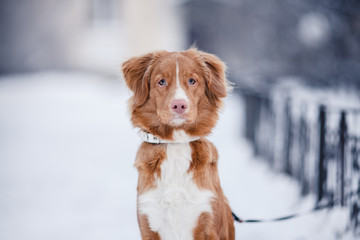 Dog Nova Scotia Duck Tolling Retriever