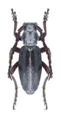 Longhorn beetle Dorcadion klavdiae (male)