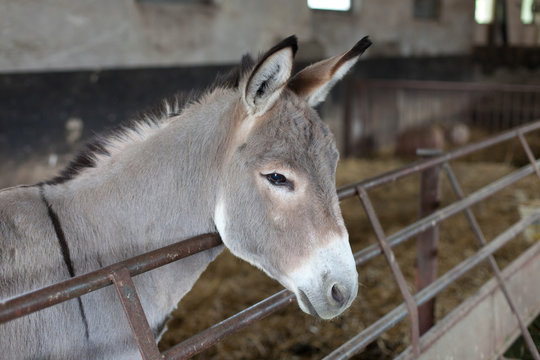 portrait of a sad donkey