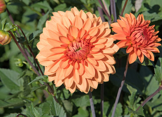 Dahlien, Dahlias