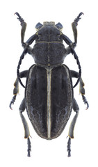 Longhorn beetle Dorcadion striolatum (female)