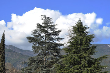 Pine forest in Alaska