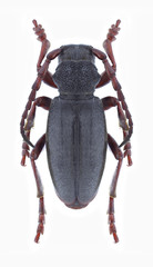 Longhorn beetle Dorcadion sevliczi (male)