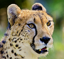 Gepard © leopold