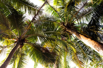 goa coconut tree