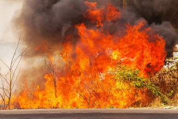 wildfire