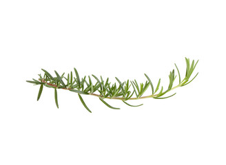 rosemary isolated on white background