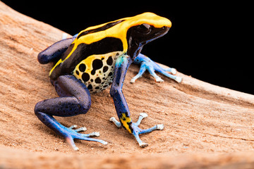 Obraz premium trująca strzałka żaba Dendrobates tinctorius