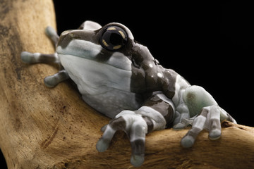 Amazon milk frog