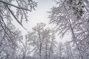 Sticky wet snow clings to tree branches after winter storm Seneca in northern Wisconsin; 2014.