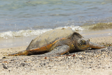 Beautiful endangered green sea turtle