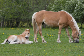 Naklejka na ściany i meble Haflinger pony mare with nice foal