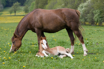 Naklejka na ściany i meble Welsh pony mare with nice foal