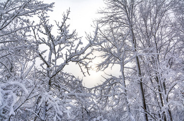Sticky wet snow clings to tree branches after winter storm Seneca in northern Wisconsin; 2014.