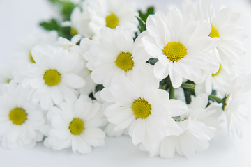 Fototapeta na wymiar horizontal background with white chrysanthemums isolated