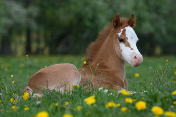Fototapeta premium Laying nice welsh pony foal