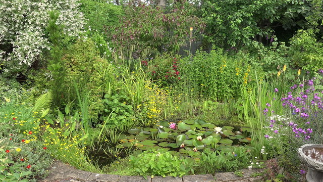 Garden pond in residential back garden, England