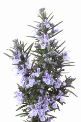 Rosmarin am bl&uuml;hen Freisteller