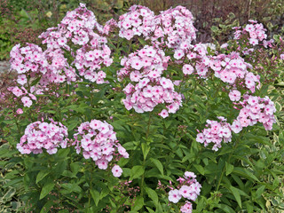 Obraz premium Phlox, Flammenblume