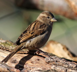 Close up House Sparrow on branch, Passer domesticus 