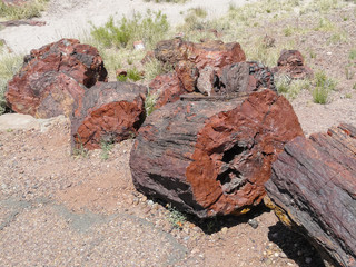 Petrified Tree in Petrified Forest National Park