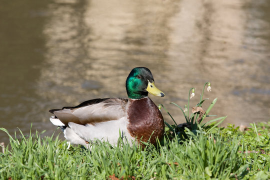 Portrait of nice duck